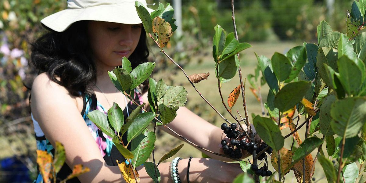 UMES Extension's Aronia Berries Picking Contest, 14 August | Event in Princess Anne | AllEvents
