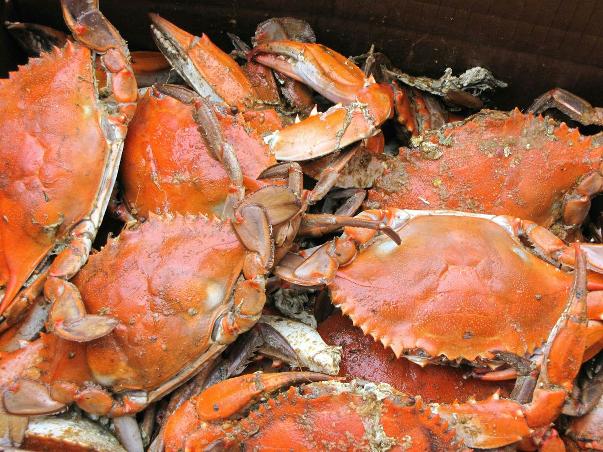 St. Michaels Crab Feast Bus Trip, 16 August | Event in Saint Michaels | AllEvents