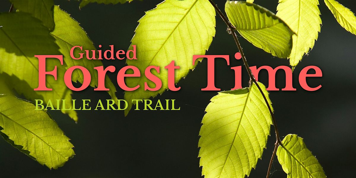 Guided Forest Time - Baille Ard Trail, 10 May | Event in Sydney | AllEvents