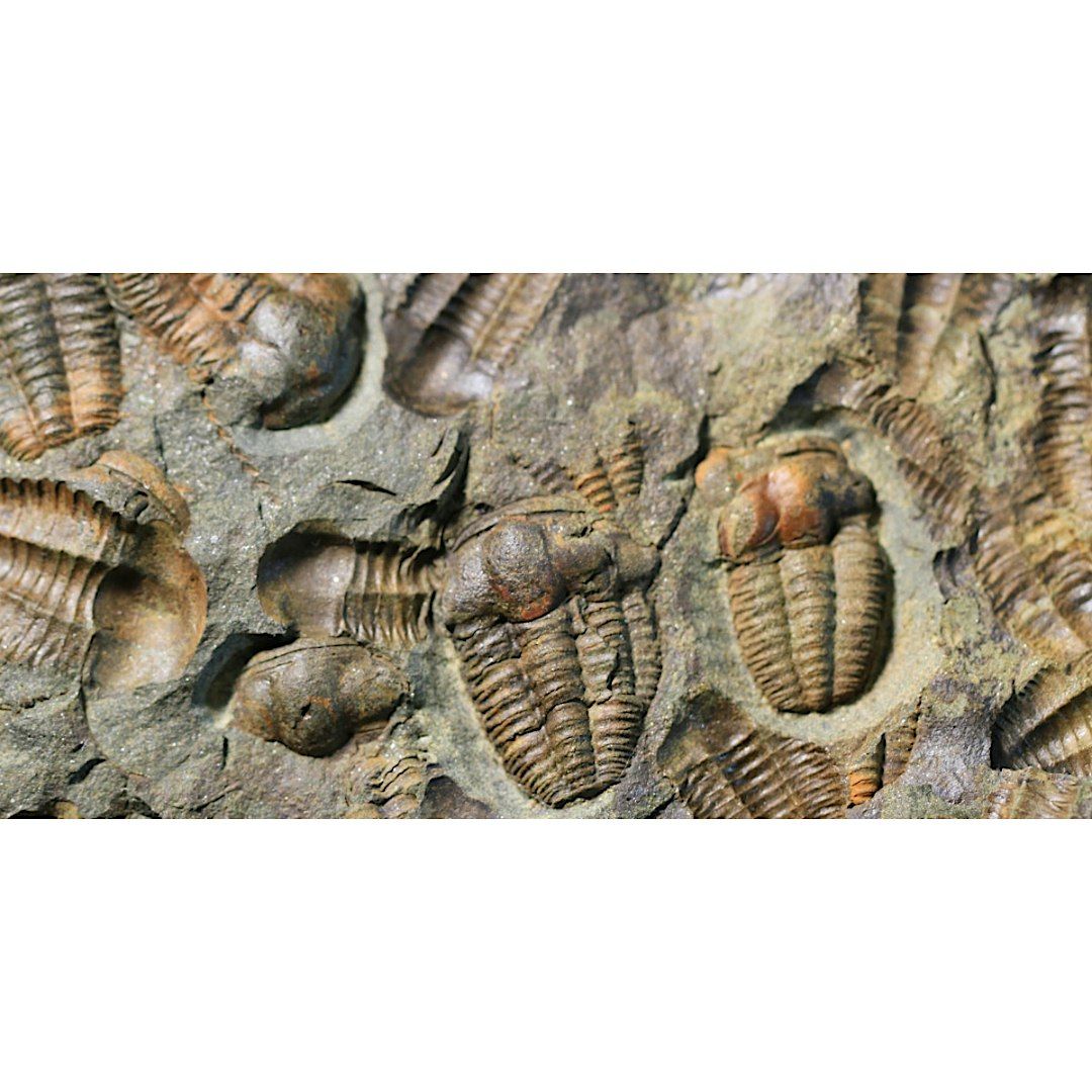 Fossil Finds, Children's Program, $4 per child upon arrival, 27 December | Event in Smithtown | AllEvents