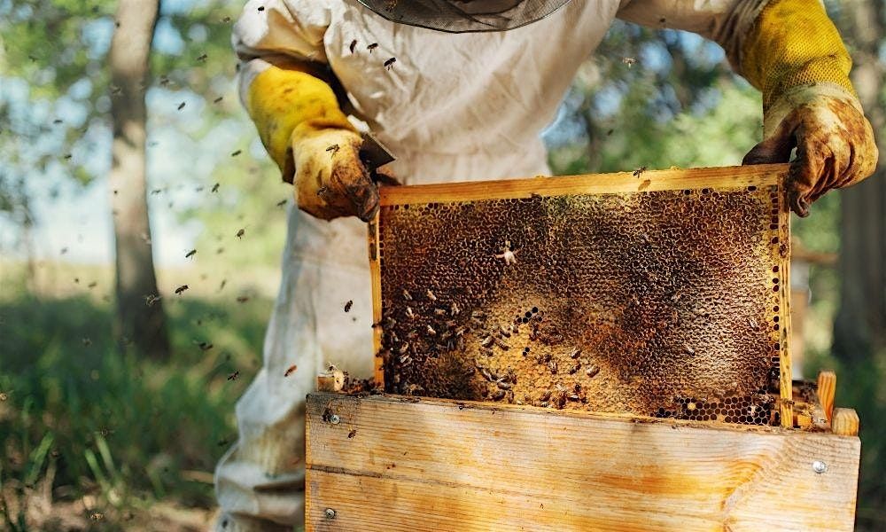 Introduction to Urban Beekeeping | Event in San Francisco | AllEvents