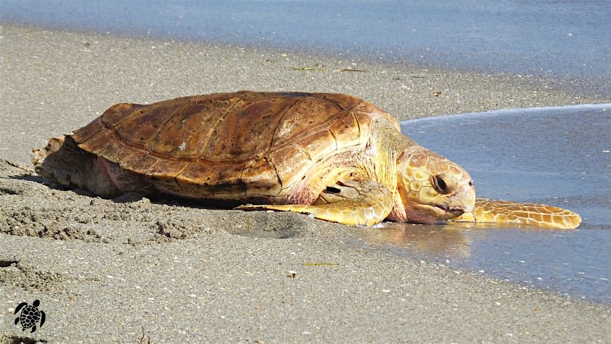 Spring Beach Tracks: The Story of  Sea Turtles  Beach Walk, 7 May | Event in Stuart | AllEvents