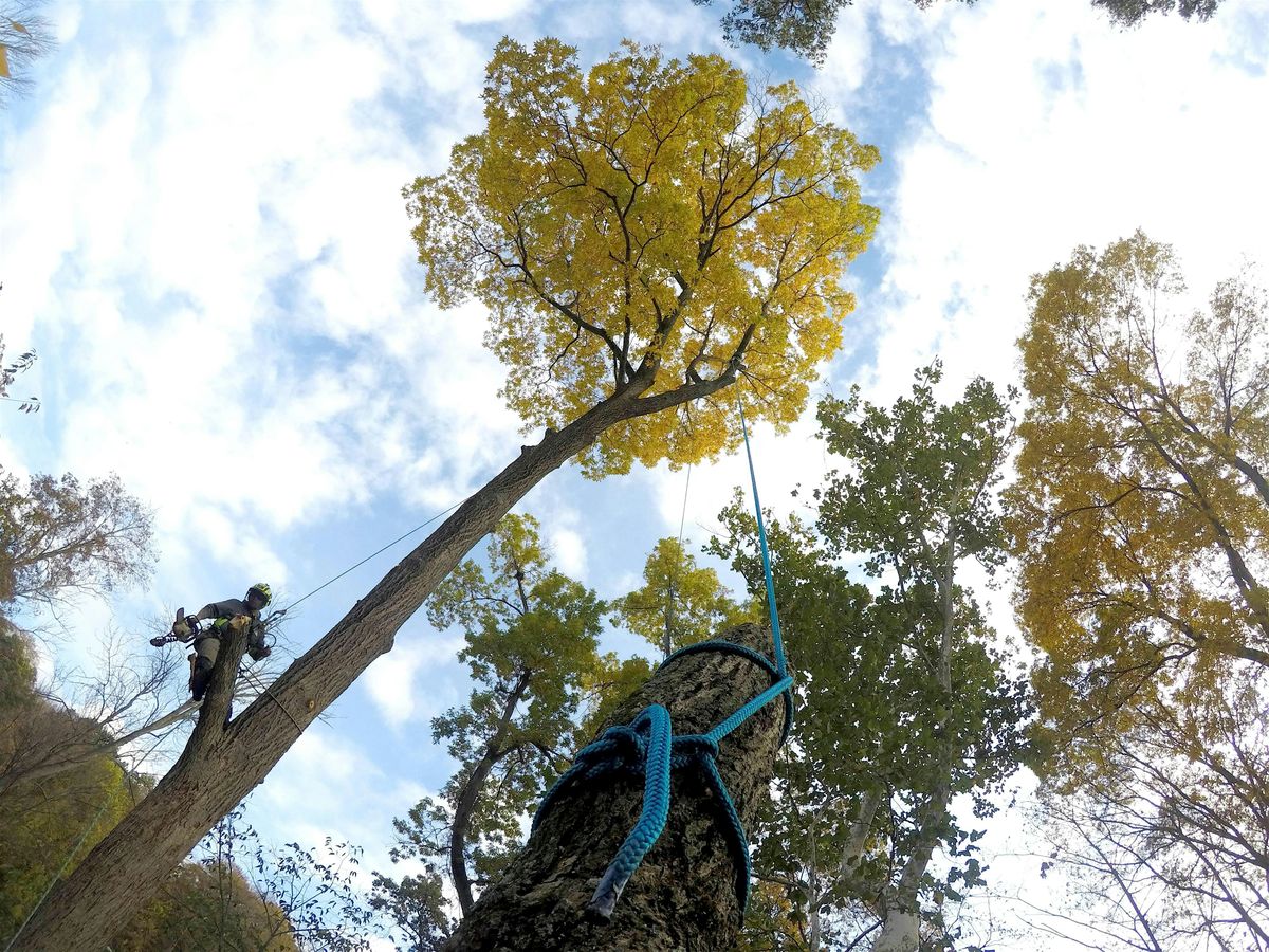Arborist Training - St. Louis, MO, 13 June | Event in St. Louis | AllEvents