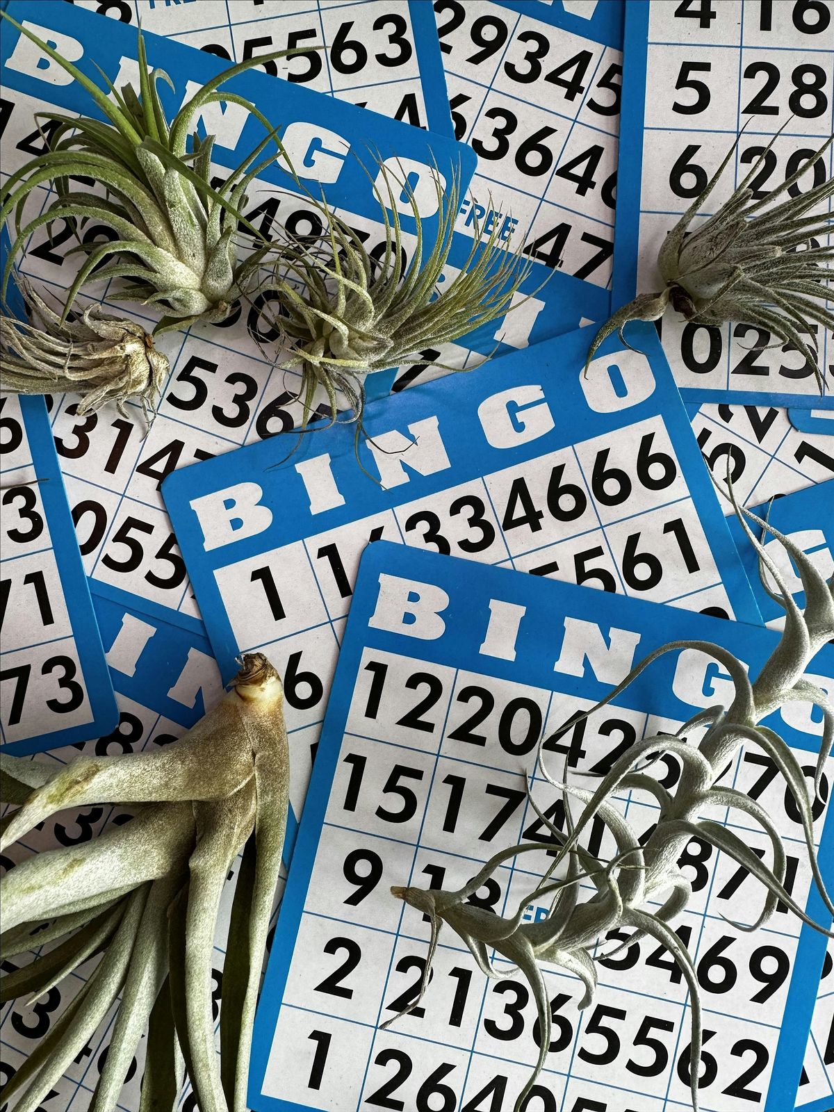 Plant Bingo: THE RETURN, 20 August | Event in Natick | AllEvents