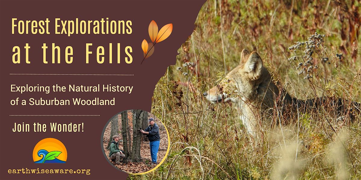 Fall Forest Explorations, 22 November | Event in Stoneham | AllEvents