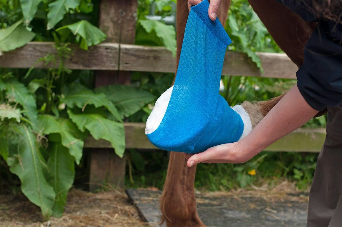 Equine Emergency First Aid / Level 3 Award, 21 July | Event in Milton Keynes | AllEvents