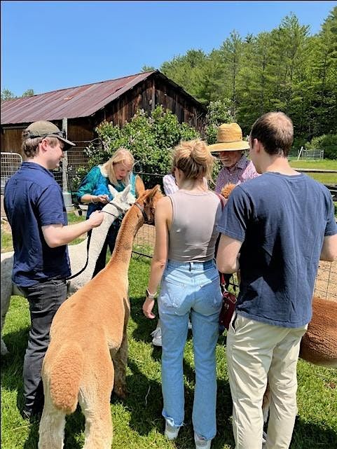 Alpaca Walk and Interaction Experience, 31 August | Event in Grafton | AllEvents