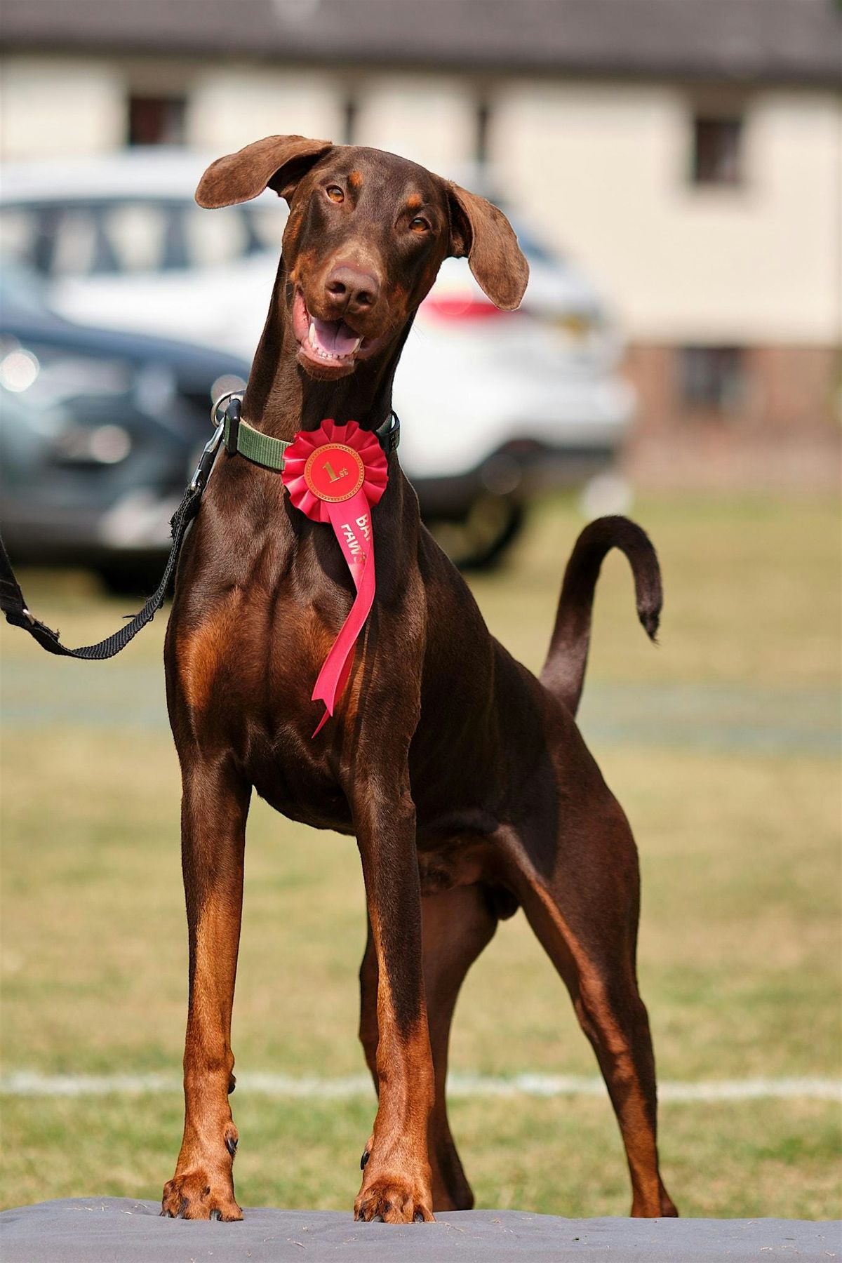 Bark In The Park - The Ulti-mutt doggy day out!, 31 August | Event in Ringwood | AllEvents