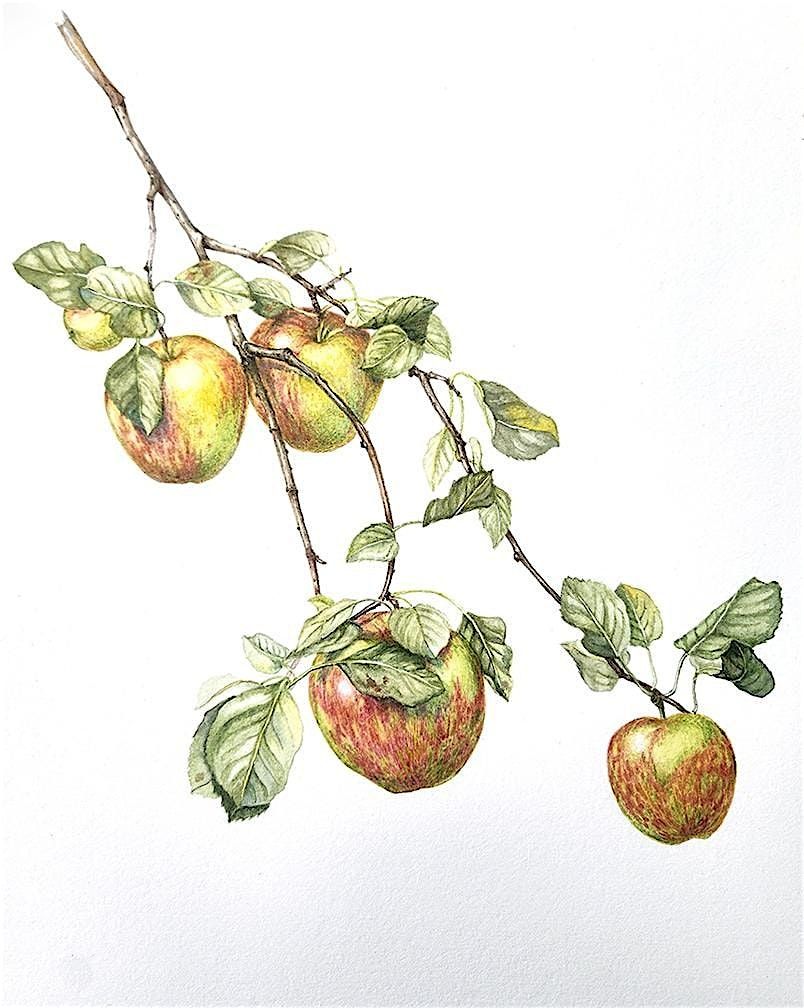 Botanical Art Intensive 2