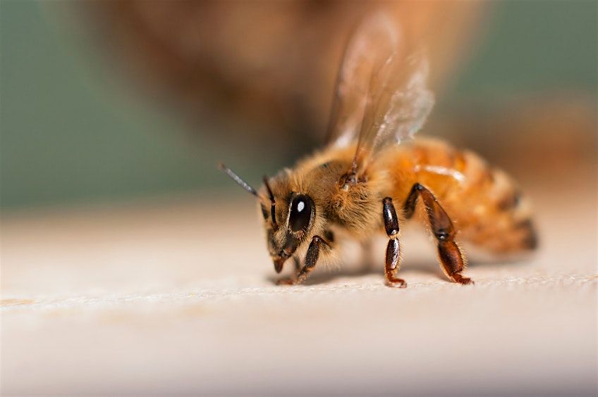 Honeybee Reproduction: Queens & Drones - INTERMEDIATE Beekeeping Lecture, 4 March | Event in Murray | AllEvents