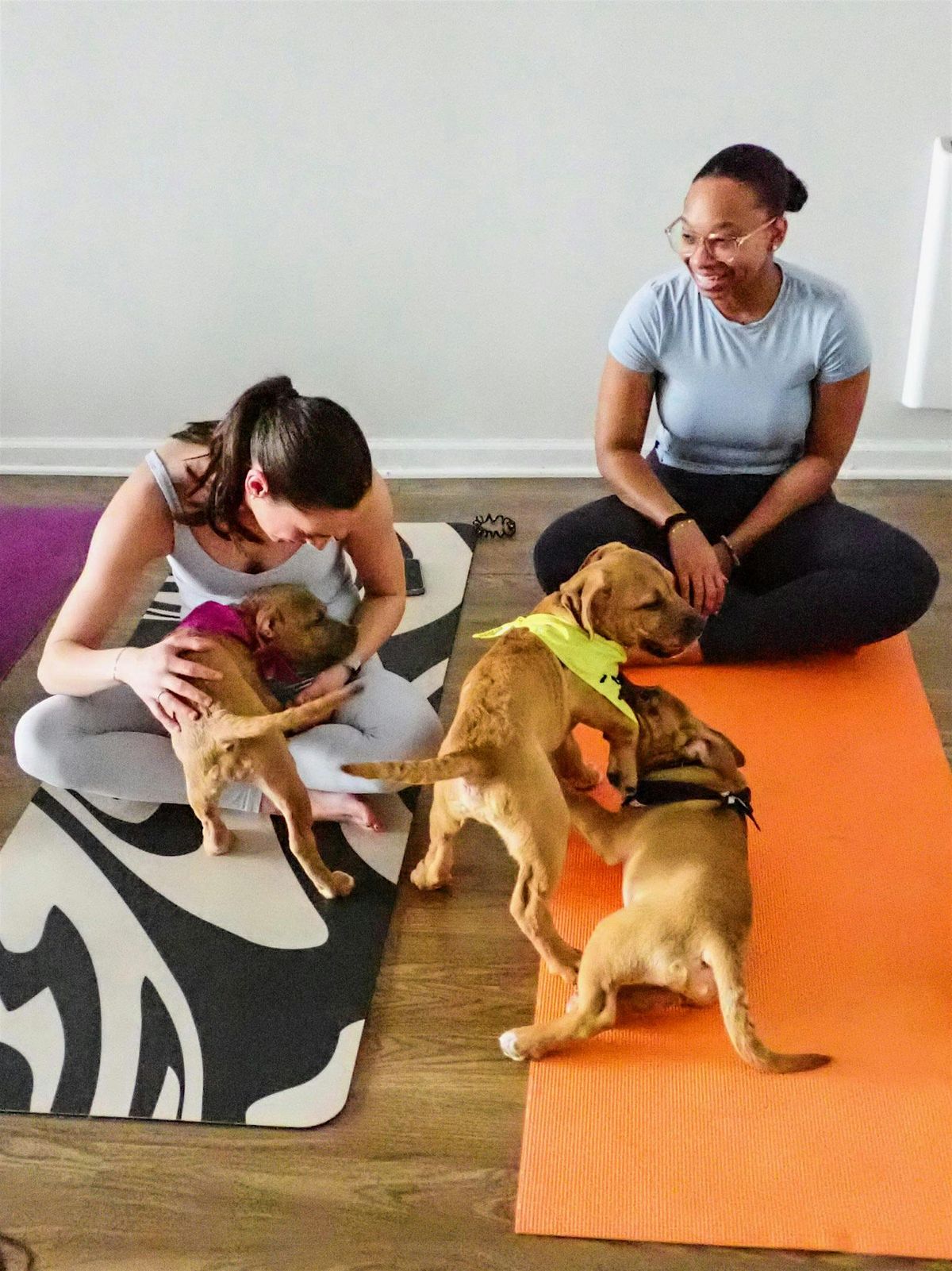 PUPPY YOGA, 28 September | Event in Long Branch | AllEvents
