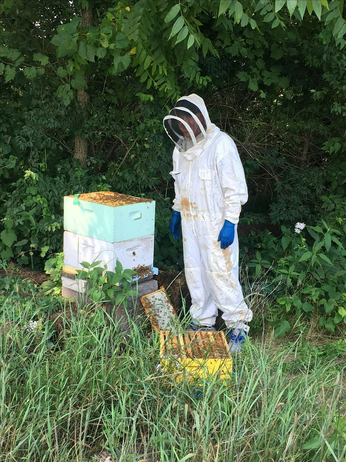 Day With a Beekeeper on July 12th, 12 July | Event in Chillicothe | AllEvents