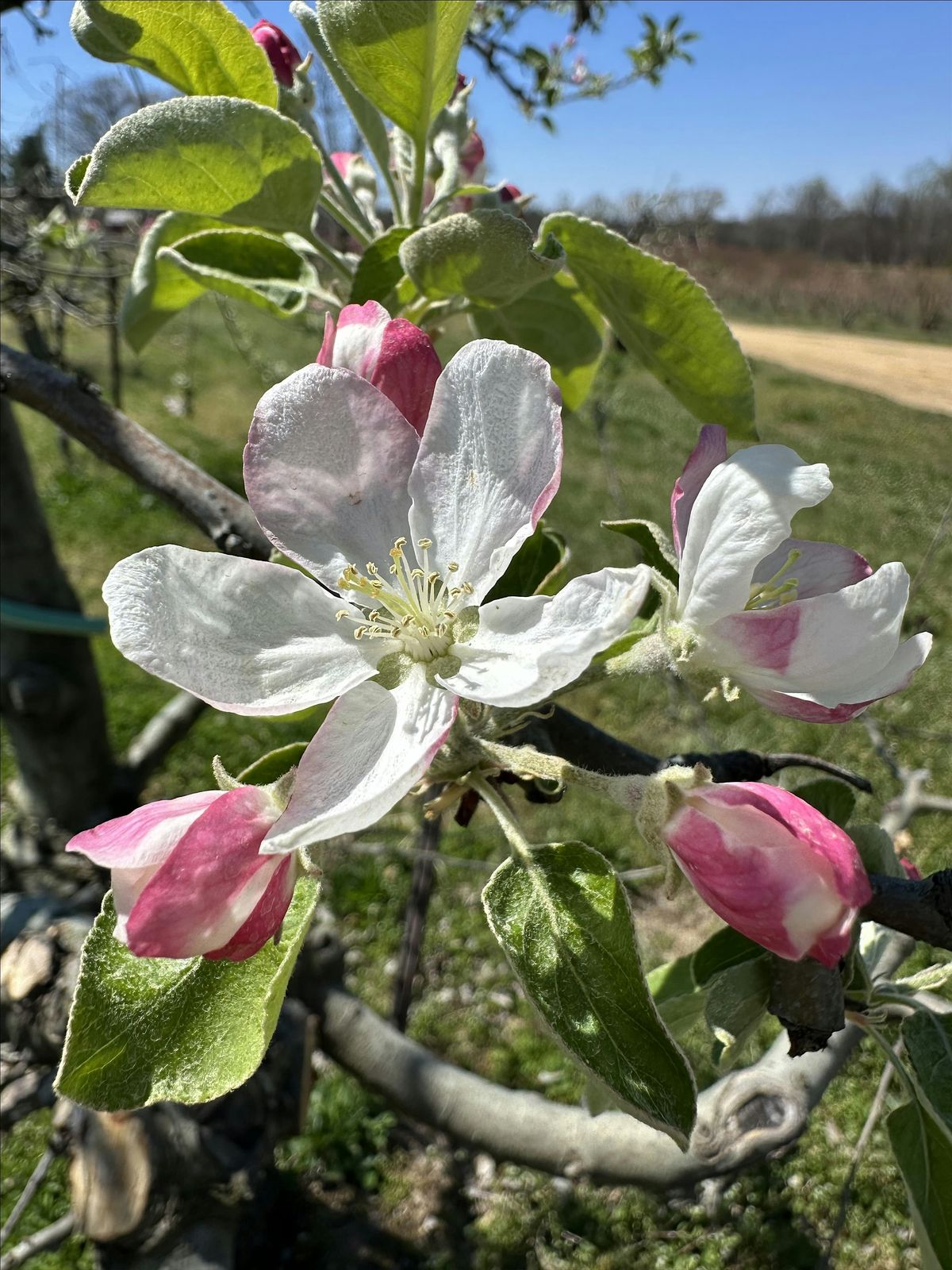 Grafting Apple Trees - Randolph County Ag Center, 18 March | Event in Asheboro | AllEvents