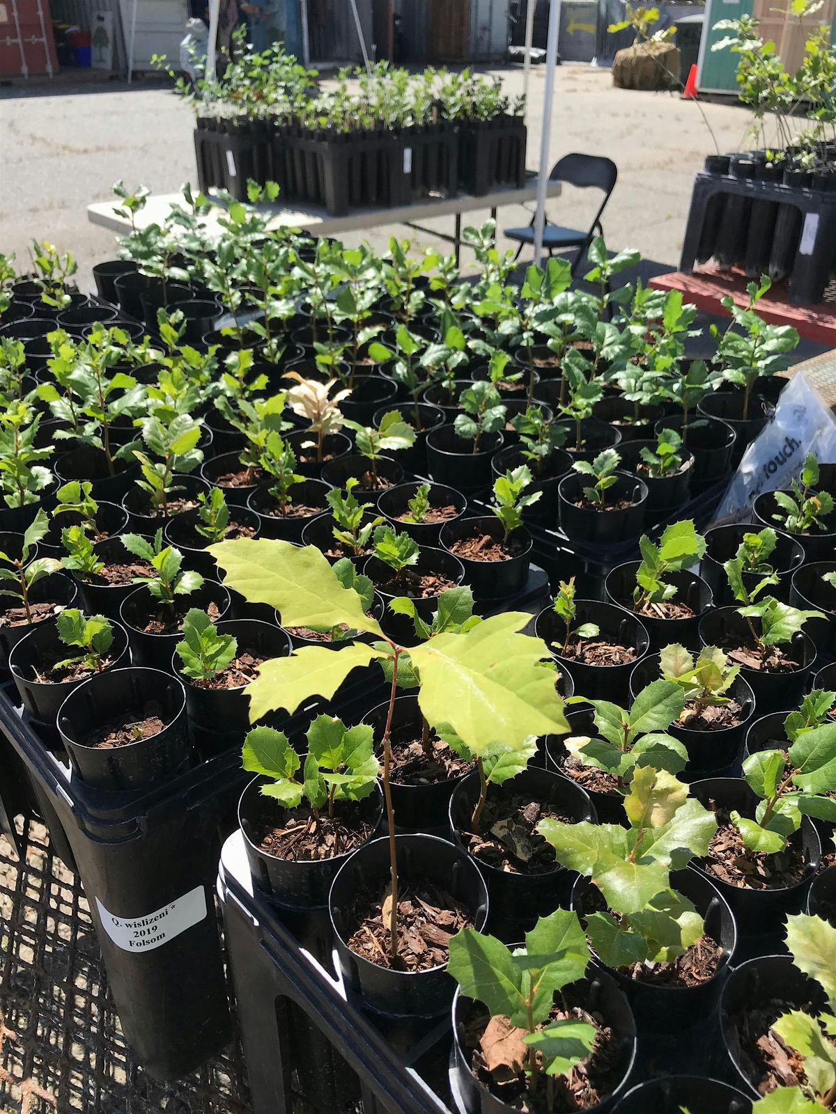 Seed to Slab: Behind the Scenes Tree Lifecycle Tour | Event in Sacramento | AllEvents