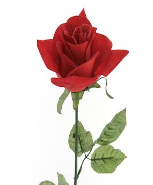 Sponsor A Flower for the DeKalb Co. Nursing Home, Dekalb County Nursing