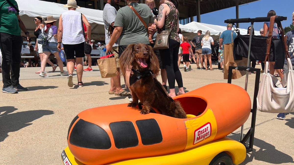 Wiener Dog Racing - Colonial Downs, 23 August | Event in New Kent | AllEvents