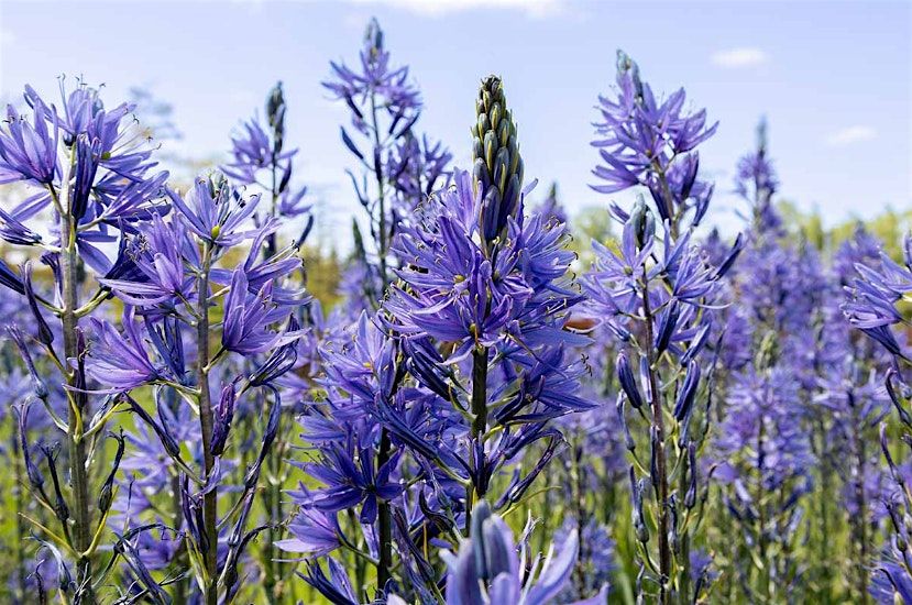 Spring Plant Walk, 16 May | Event in Plymouth | AllEvents