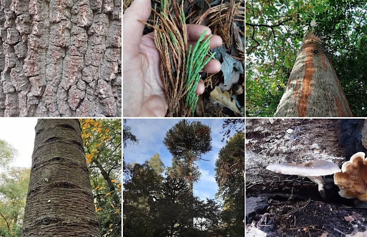 Winter Tree ID & Pub Quiz (Family Friendly), 13 December | Event in Leighton Buzzard | AllEvents