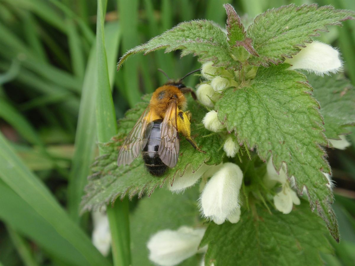 Introduction to Solitary Bees, 2 May | Event in Maidstone | AllEvents