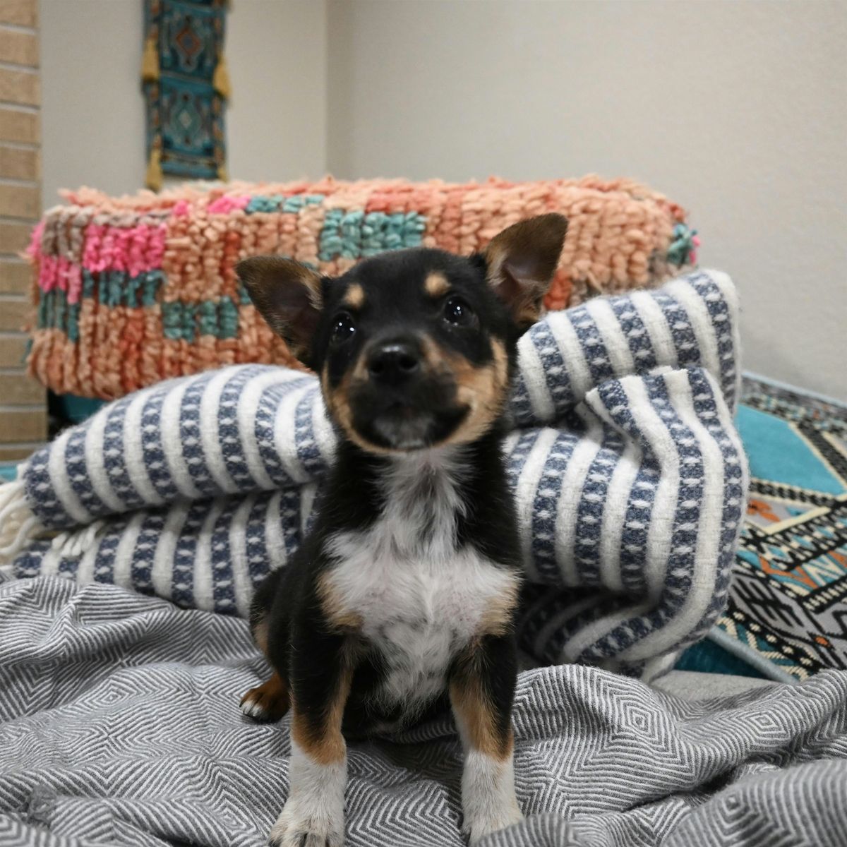 Rescue Puppy Yoga @ Align Yoga. Fitness. Wellness., 21 June | Event in Lakewood | AllEvents