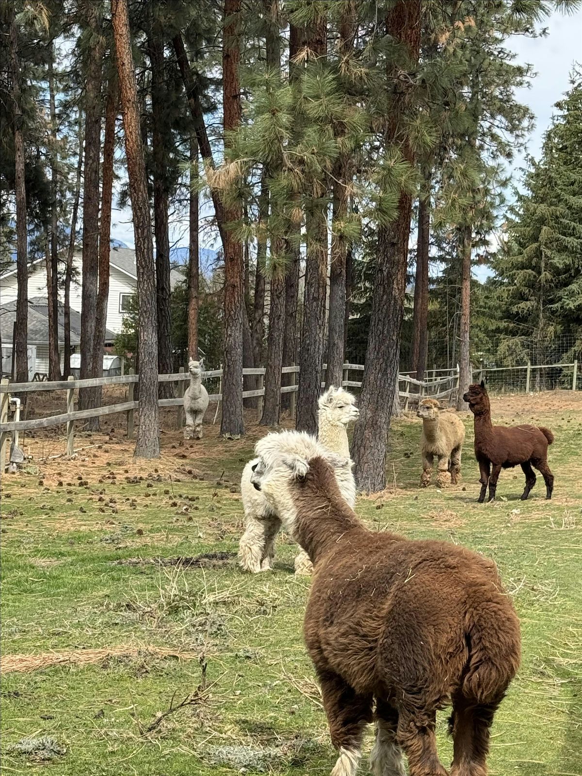Alpacas & Asanas Our First Outdoor Yoga Event at SOMA, 7 June | Event in Kelowna | AllEvents
