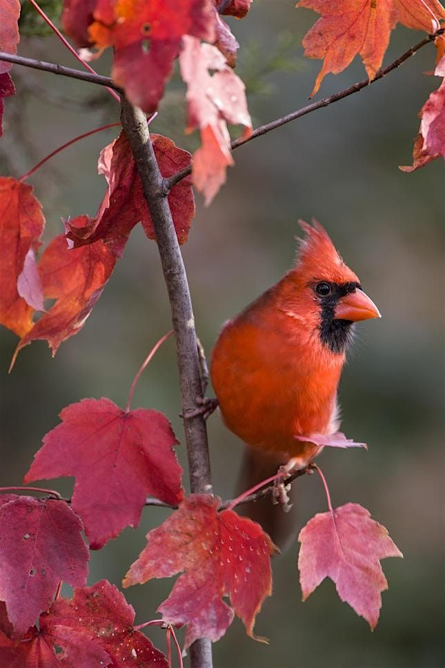 Prepping Your Yard for Fall: Creating a Fall Habitat, 13 September | Event in Yorktown | AllEvents