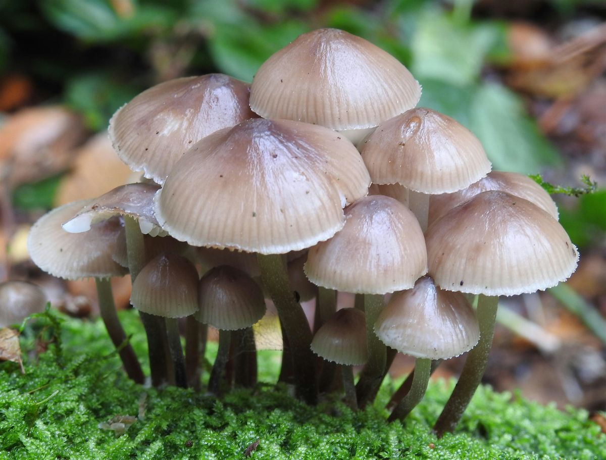 Langdon Fungi Talk & Walk, 2 November | Event in Basildon | AllEvents