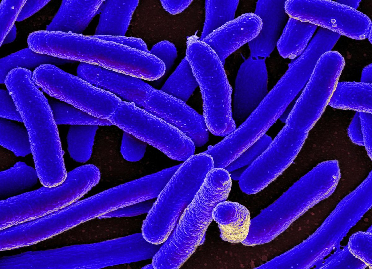 Fall 2025 CD 303:  Outbreak Investigation Essentials, 22 October | Event in Corvallis | AllEvents