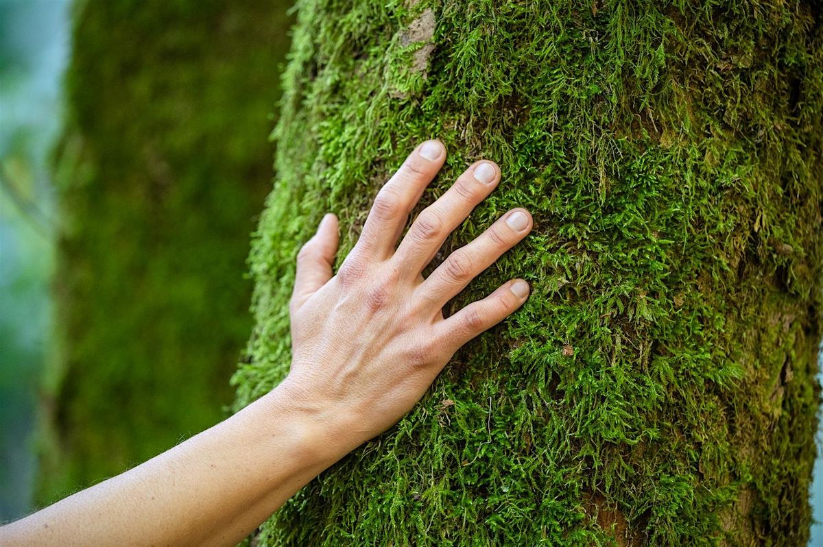 Forest Bathing at Kings Gap, 27 July | Event in Carlisle | AllEvents