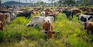 Great Florida Cattle Drive End of the Trail & Heritage Day, 31 January | Event in Okeechobee | AllEvents