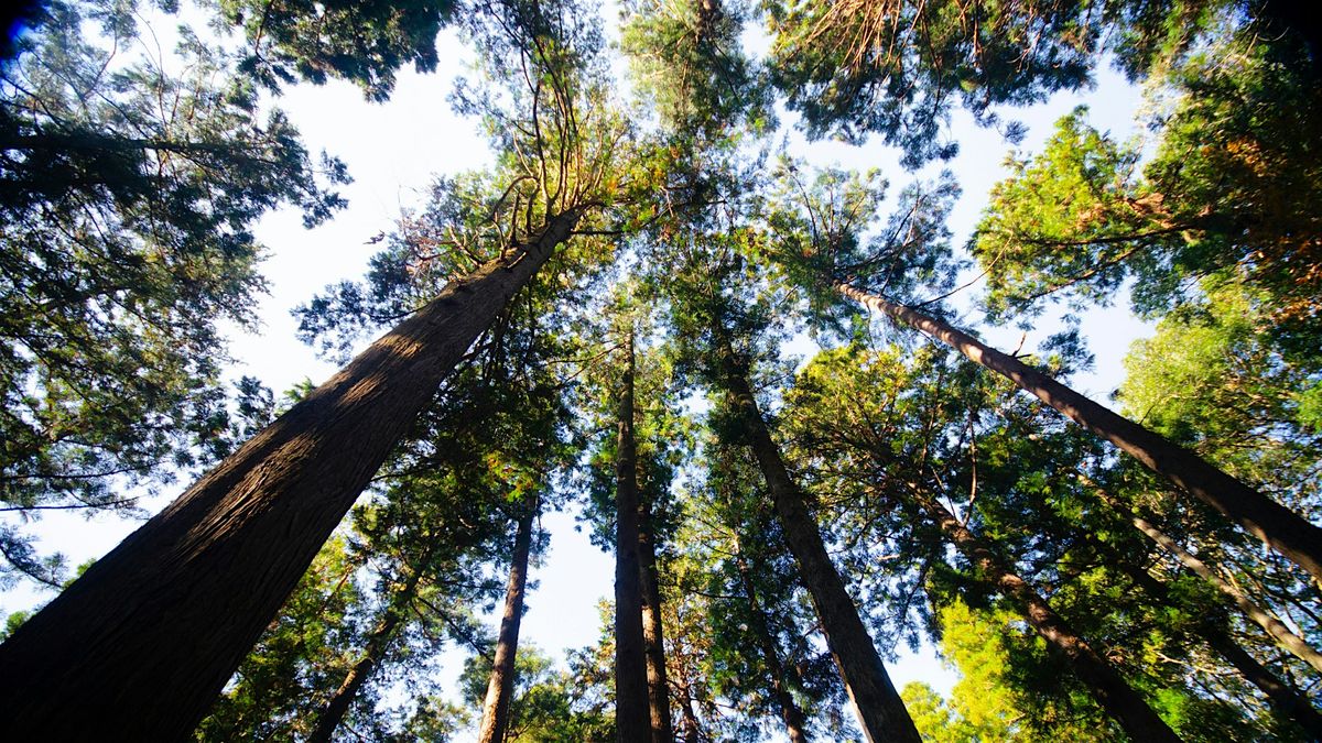 Tree ID Walk, 8 August | Event in Grand Island | AllEvents