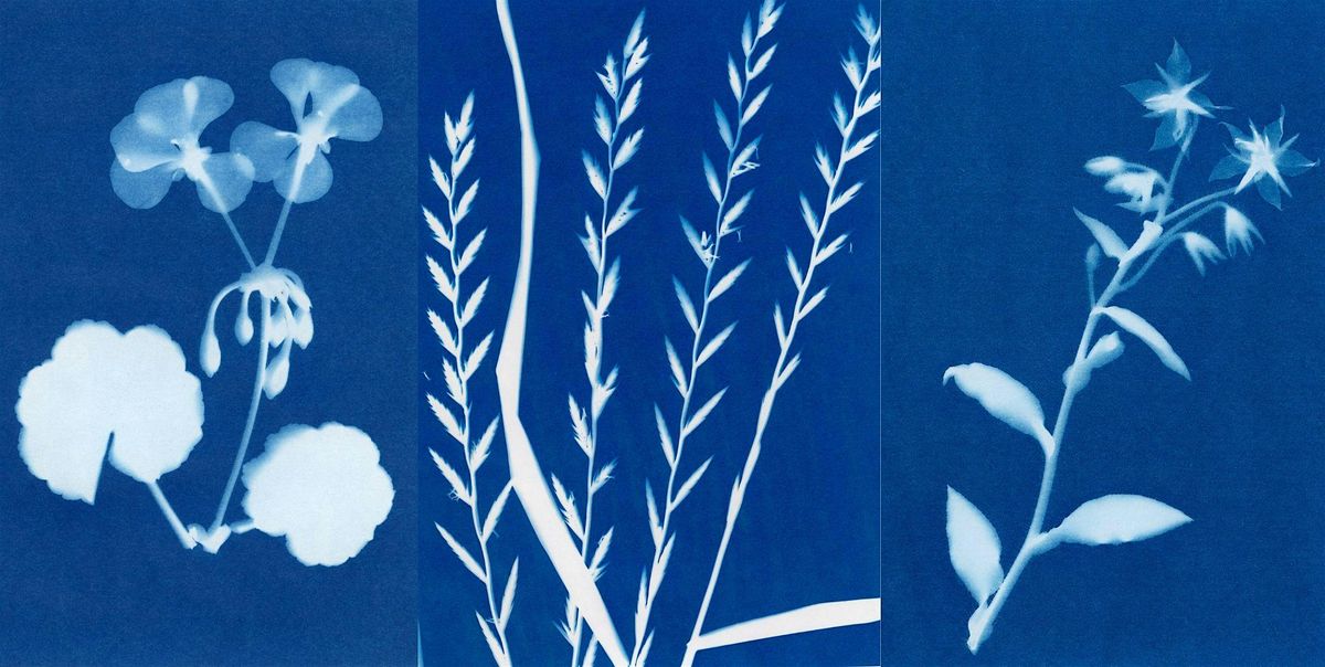 Plants and Paints: Nature Cyanotypes  at the Near North Library, 2 August | Event in Chicago | AllEvents
