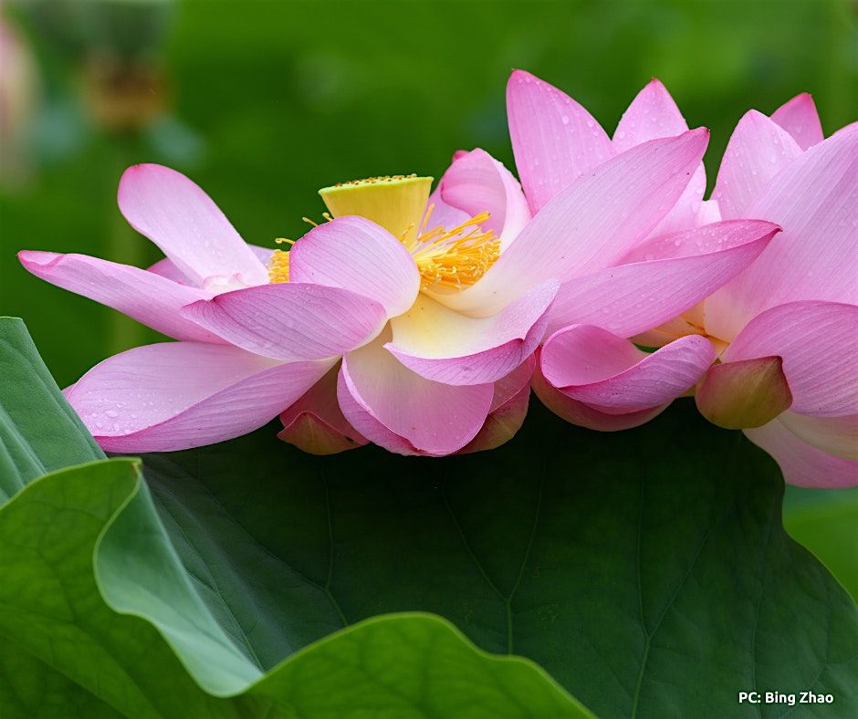 Kristin- Downtown Dharma 8/16 at 11am, 16 August | Event in Washington | AllEvents