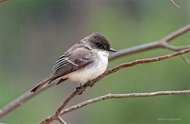 Headwaters 2nd Friday Birding with Britt Coleman | Event in San Antonio | AllEvents