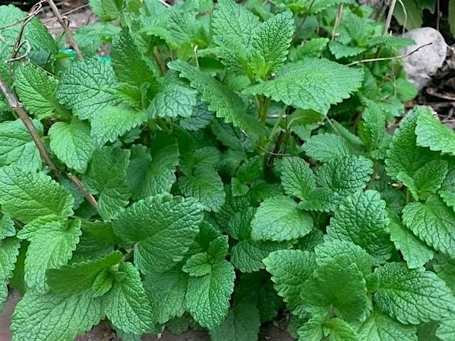 Herb Garden: A Sensory Exploration of Spring's Freshest Flavors, 5 June | Event in New York | AllEvents