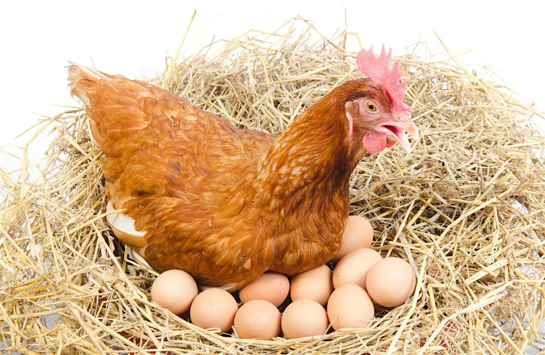 The Egg-Laying Journey: From Chicks to Peak Egg Production Workshop, 10 July | Event in Murray | AllEvents