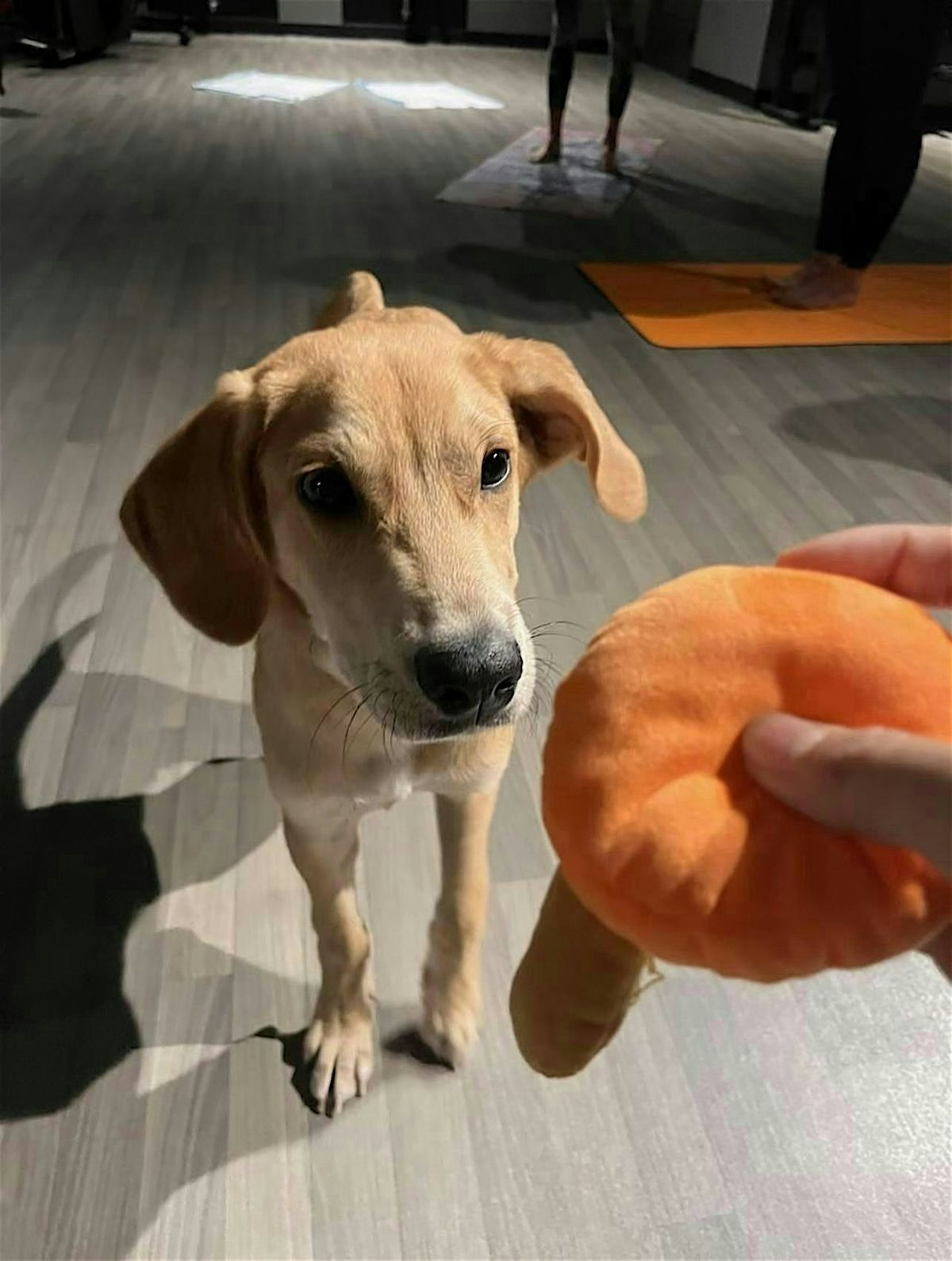 Rescue Puppy Yoga - Crunch Fitness Boulder, 15 March | Event in Boulder | AllEvents