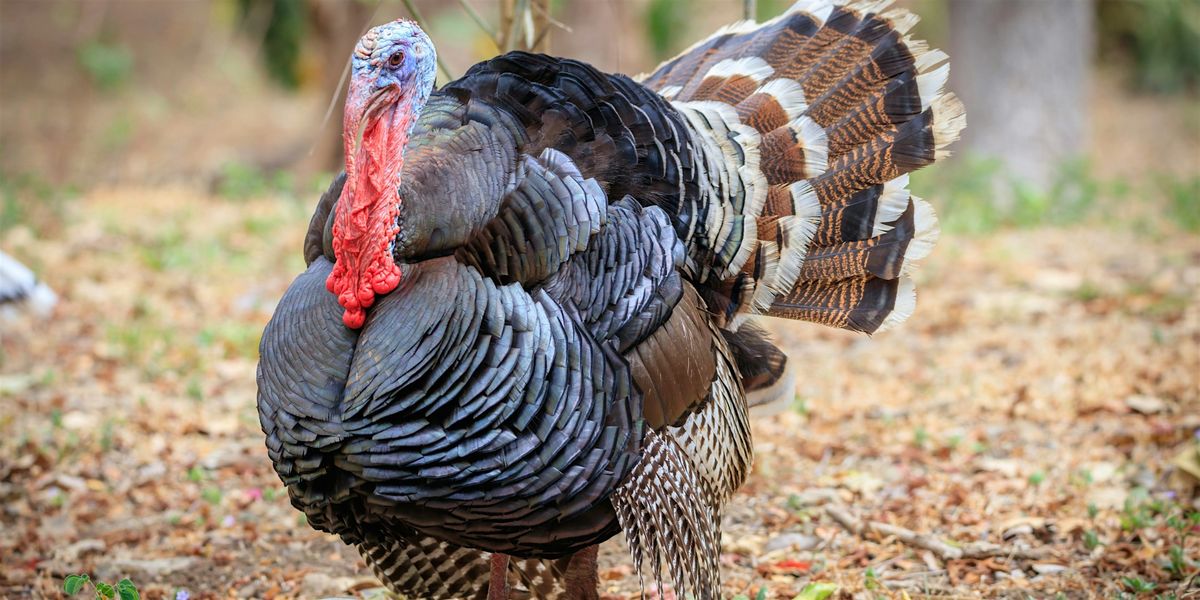Celebrate the Season (11/18), 18 November | Event in Devon | AllEvents