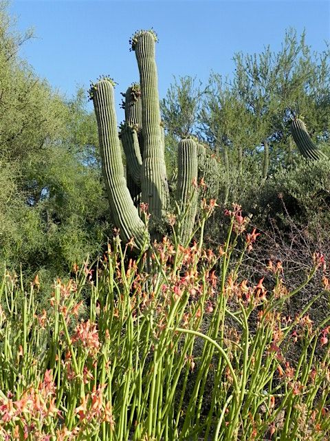 Sonoran Native Plants is a University of Arizona Campus Arboretum tour., 2 November | Event in Tucson | AllEvents