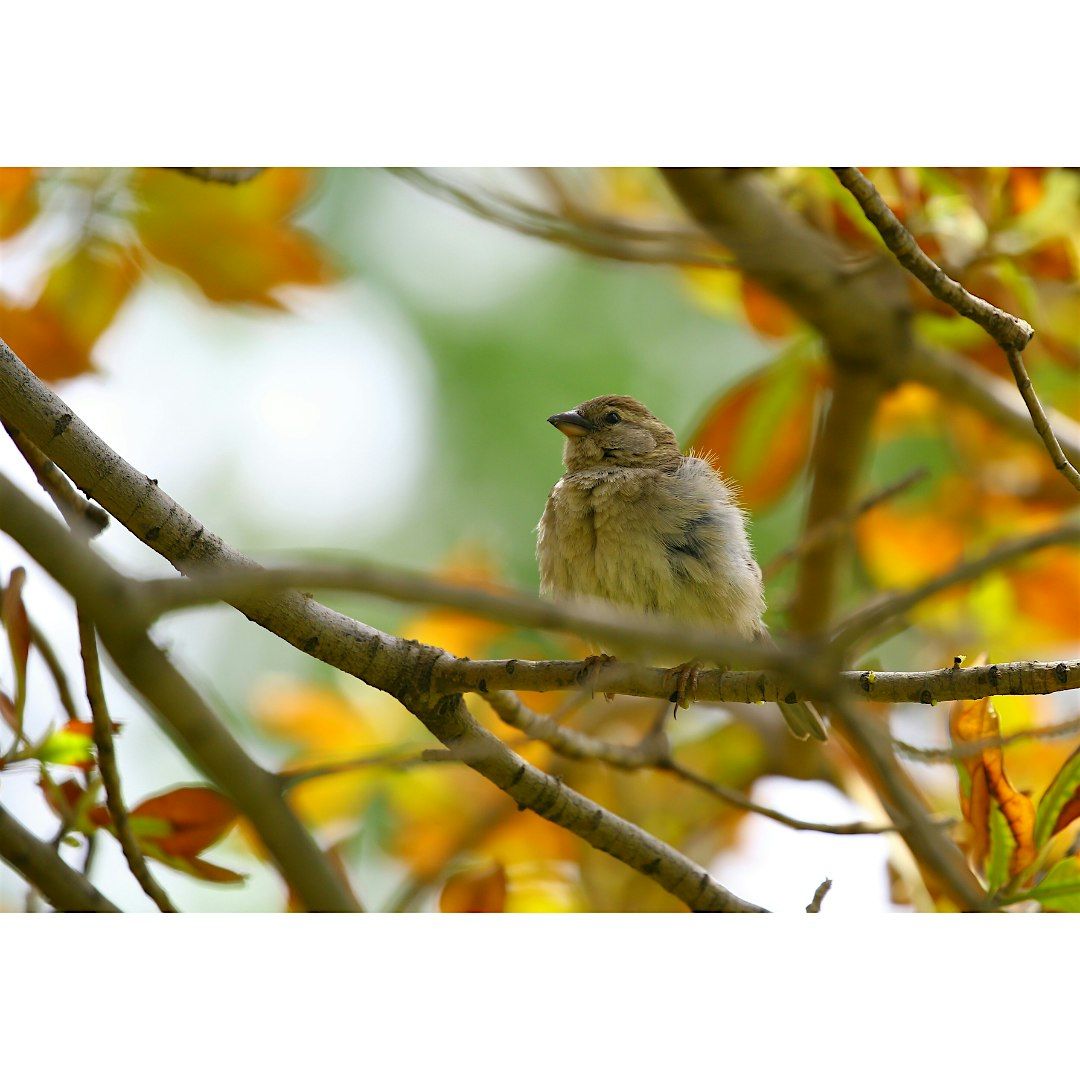 Fall Migrating Bird Hike - Adult program, $4 cash per person upon arrival, 7 December | Event in Kings Park
