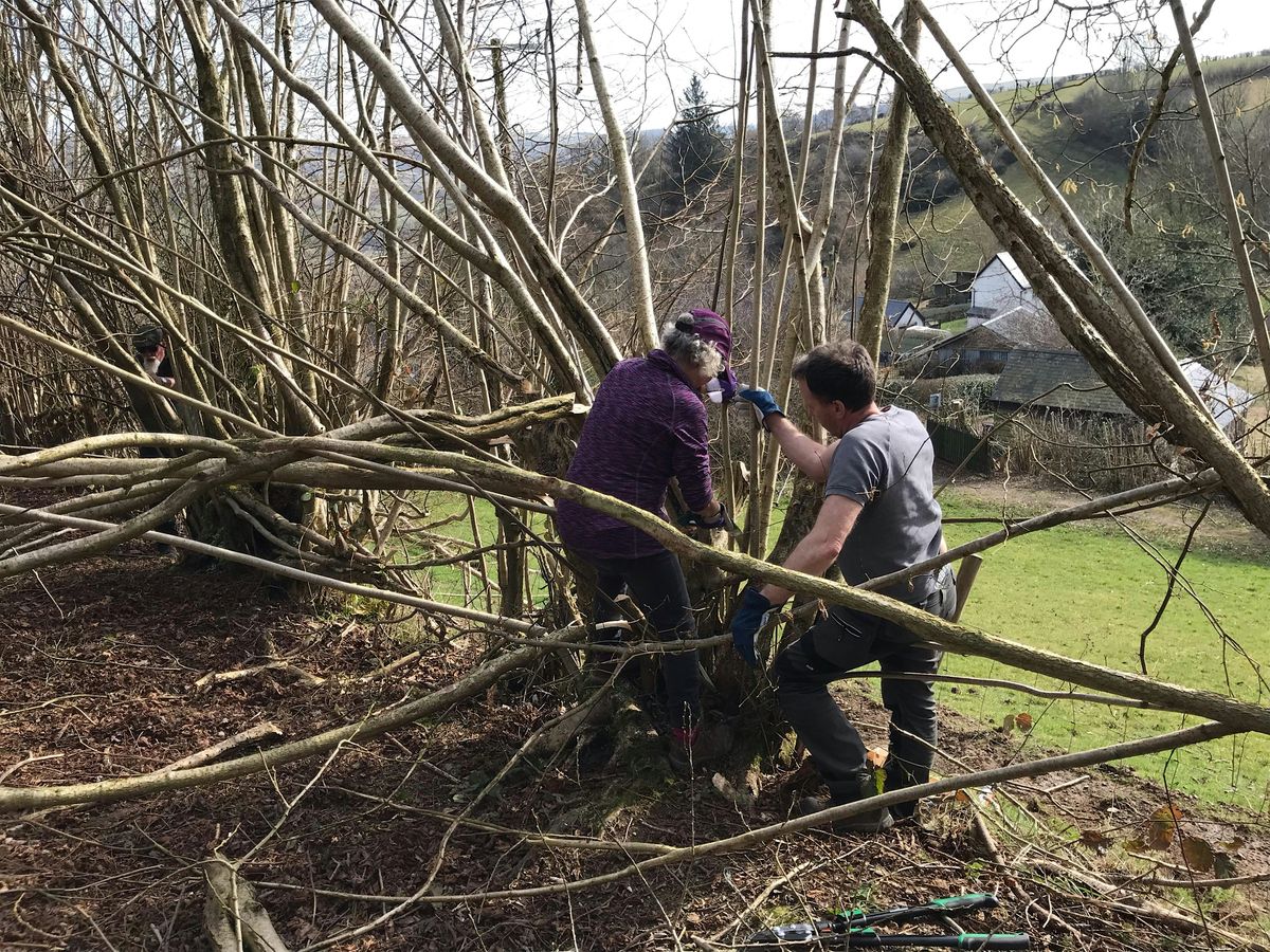 Single day Hedge-laying and Coppicing Course, Lloyney, near Knighton, Powys, 17 January | Event in Knighton