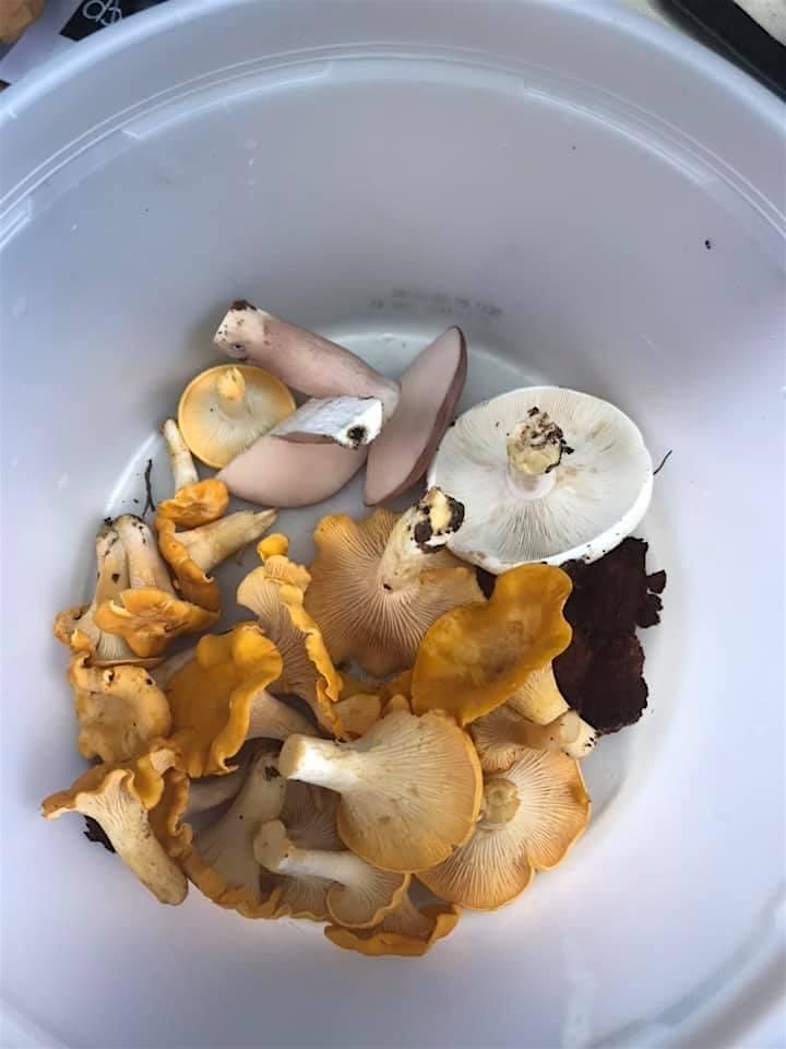 Fall Forest Treasures: Fungi & Nut Foraging Expedition, 2 November | Event in Raleigh | AllEvents