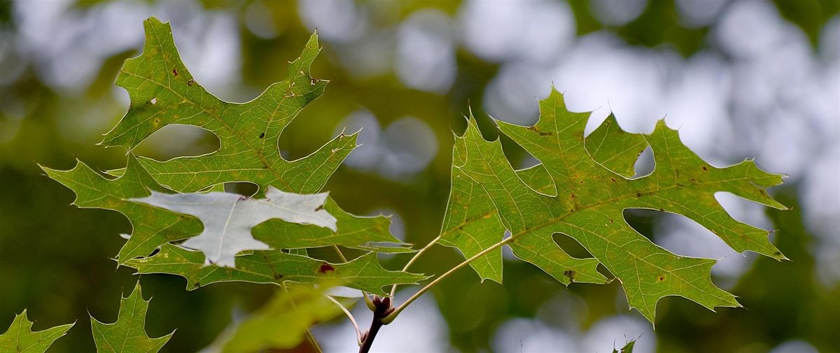Spring Tree ID, 15 May | Event in Asheville | AllEvents