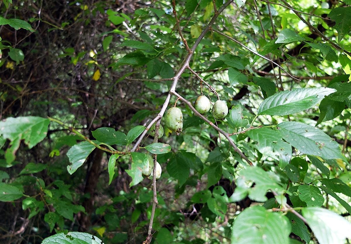 Guided Tree Walk at Preddy Creek, 11 August | Event in Charlottesville | AllEvents