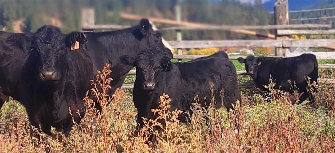 Livestock Management Workshop - Cranbrook, 3 December | Event in Cranbrook | AllEvents