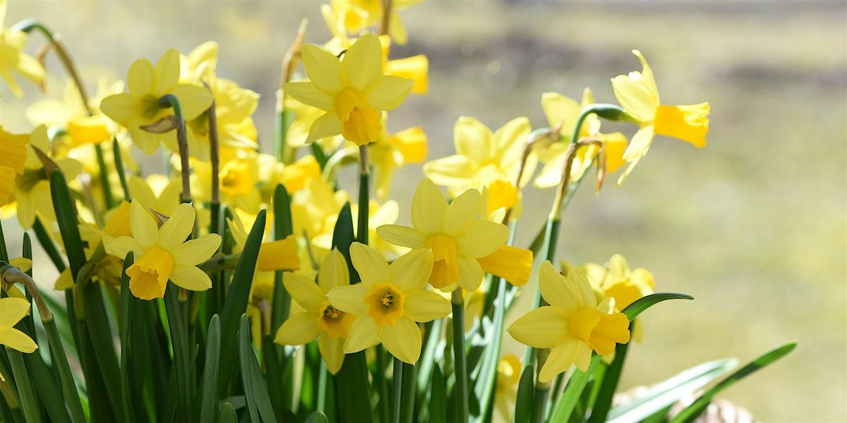 FAST Class: Spring and Fall Bulbs, 11 October | Event in Dallas | AllEvents