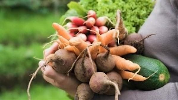 9-3-2025  Basic Vegetable Gardening, 3 September | Event in Land O' Lakes | AllEvents