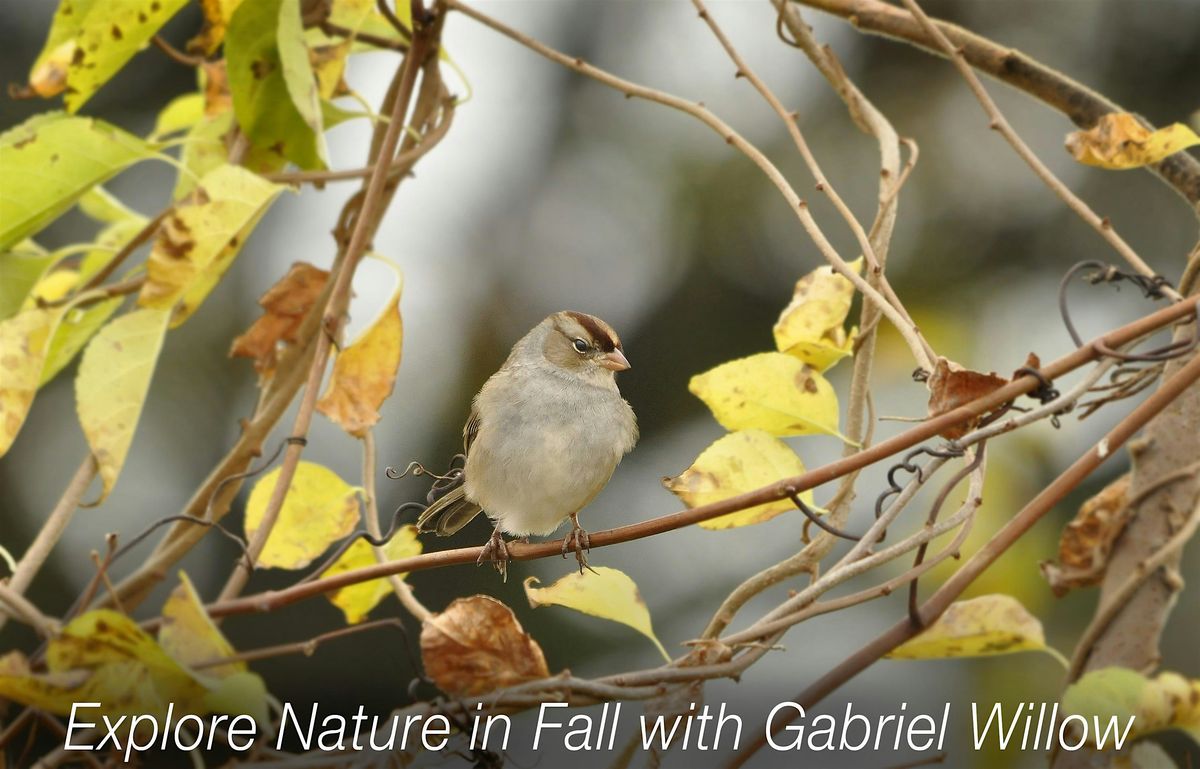Sparrow ID Walk, 25 October | Event in New York | AllEvents