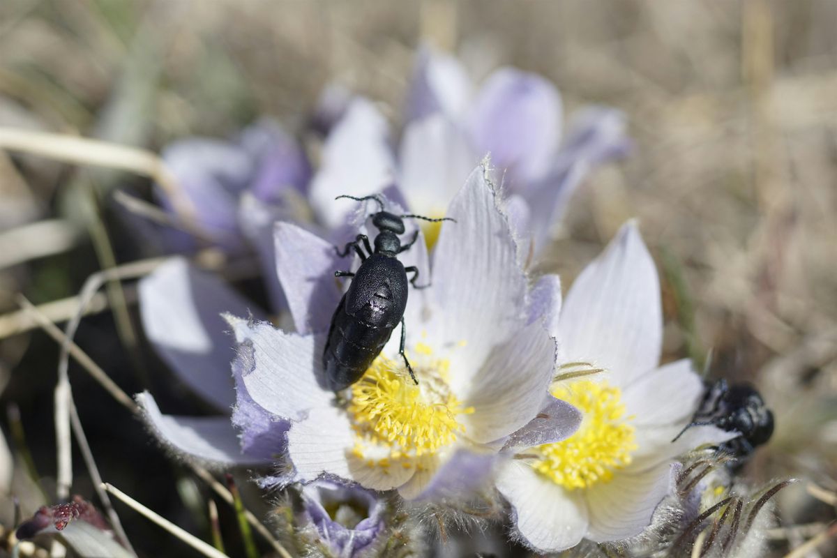 Bug Hunt in the Weaselhead, 28 June | Event in Calgary | AllEvents
