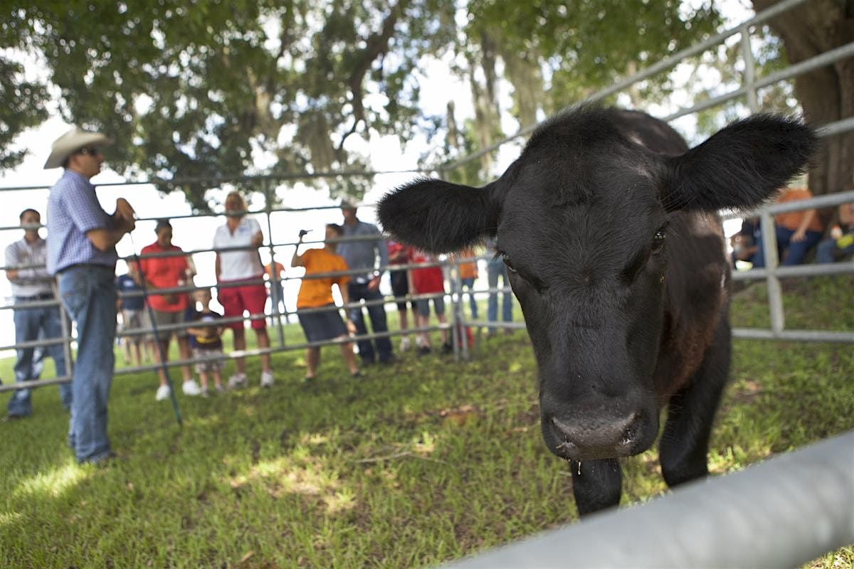 16th Annual UF/IFAS Range Cattle REC Youth Field Day | Event in Ona | AllEvents
